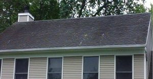 3 Sure Signs You Have Algae: Moss or Lichen Problem