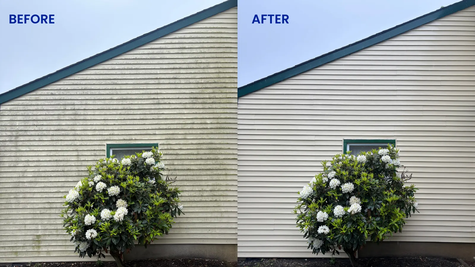 Before and after vinyl siding house washing by A+ Power Washing and Roof Cleaning — green algae removed with a hot water soft wash